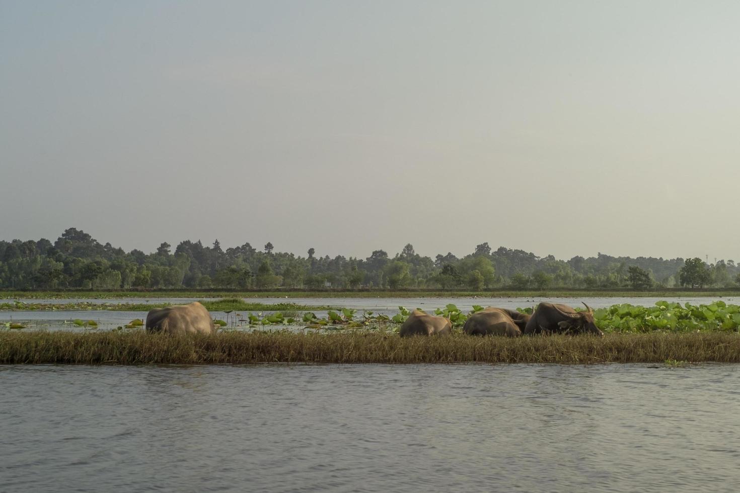 A field with a group of buffaloes lying against a clear sky background. photo