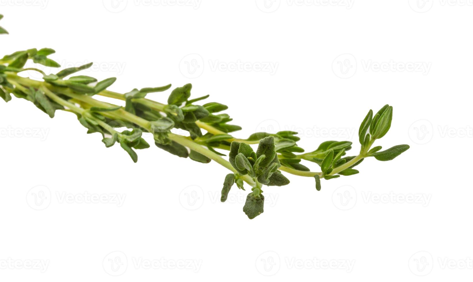 Thyme branch on white background photo