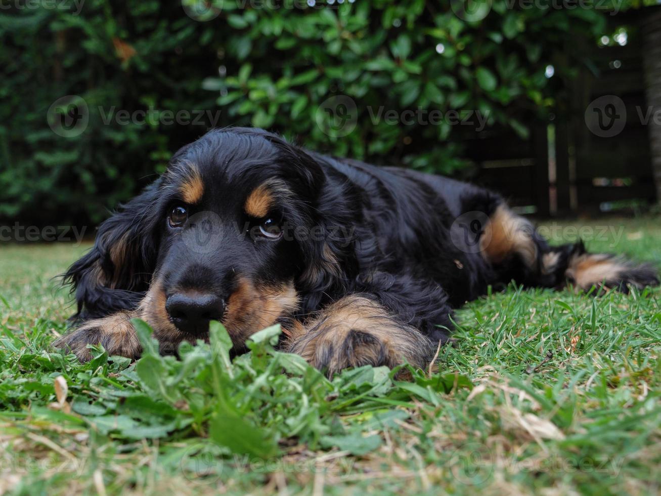 cute dog in germany 11216416 Stock Photo at Vecteezy