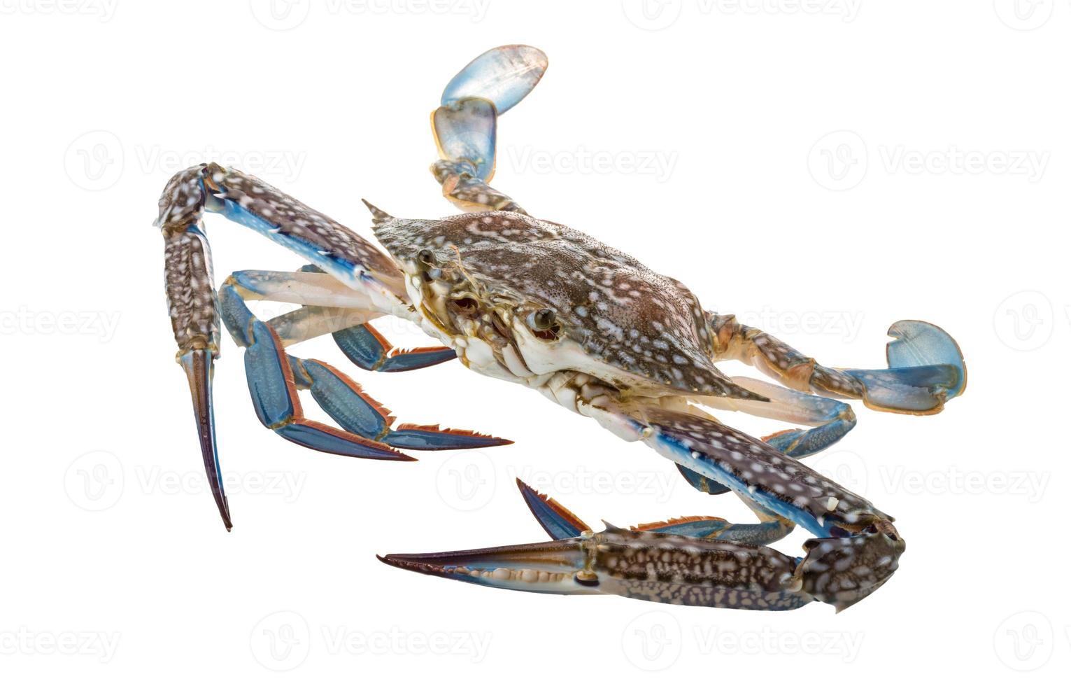 Raw blue crab on white background photo