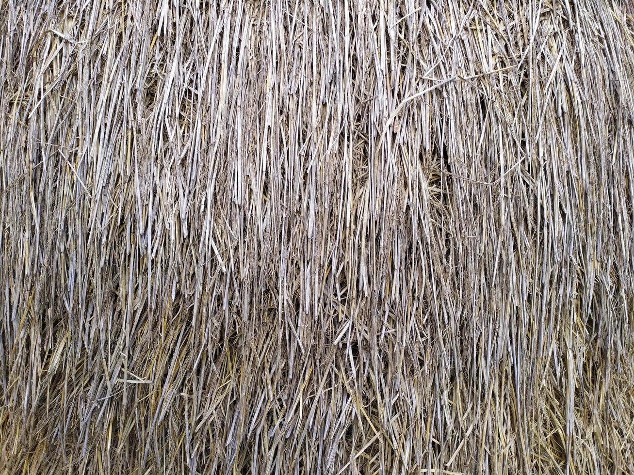 brown dry straw photo