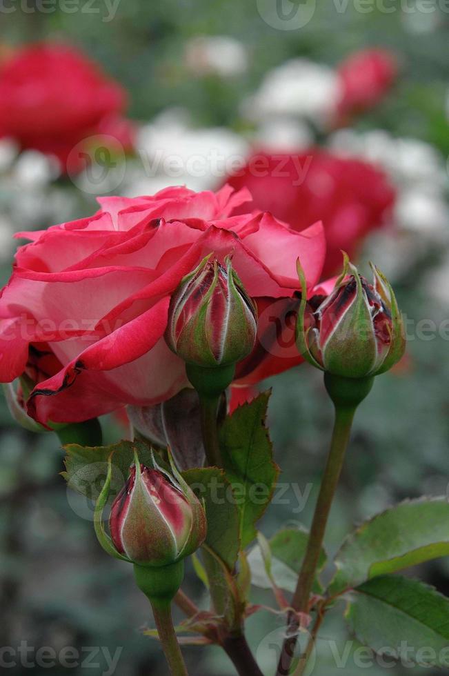 Roses in the garden photo