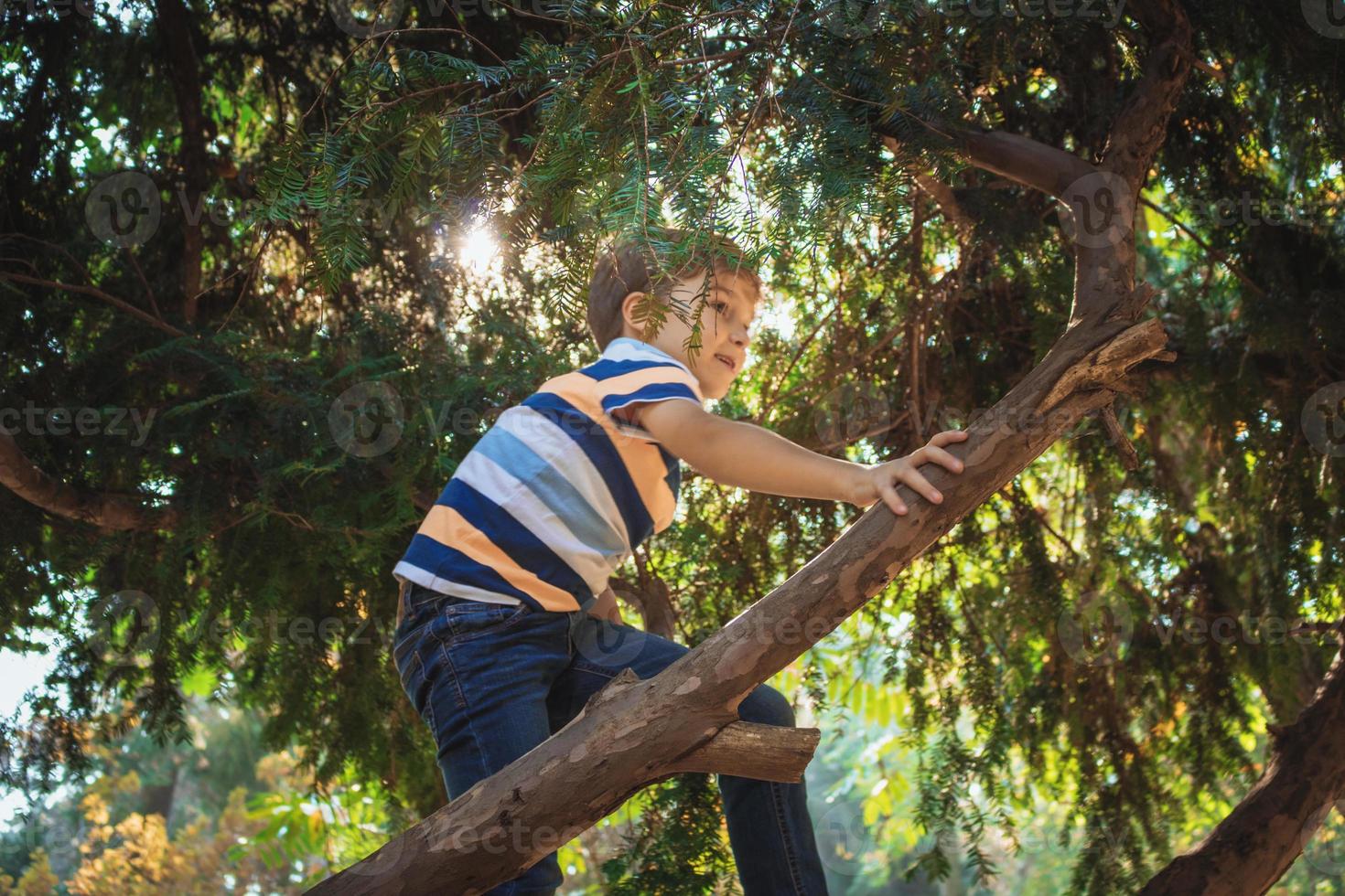 Small boy climbing up on a tree  while playing in nature. photo