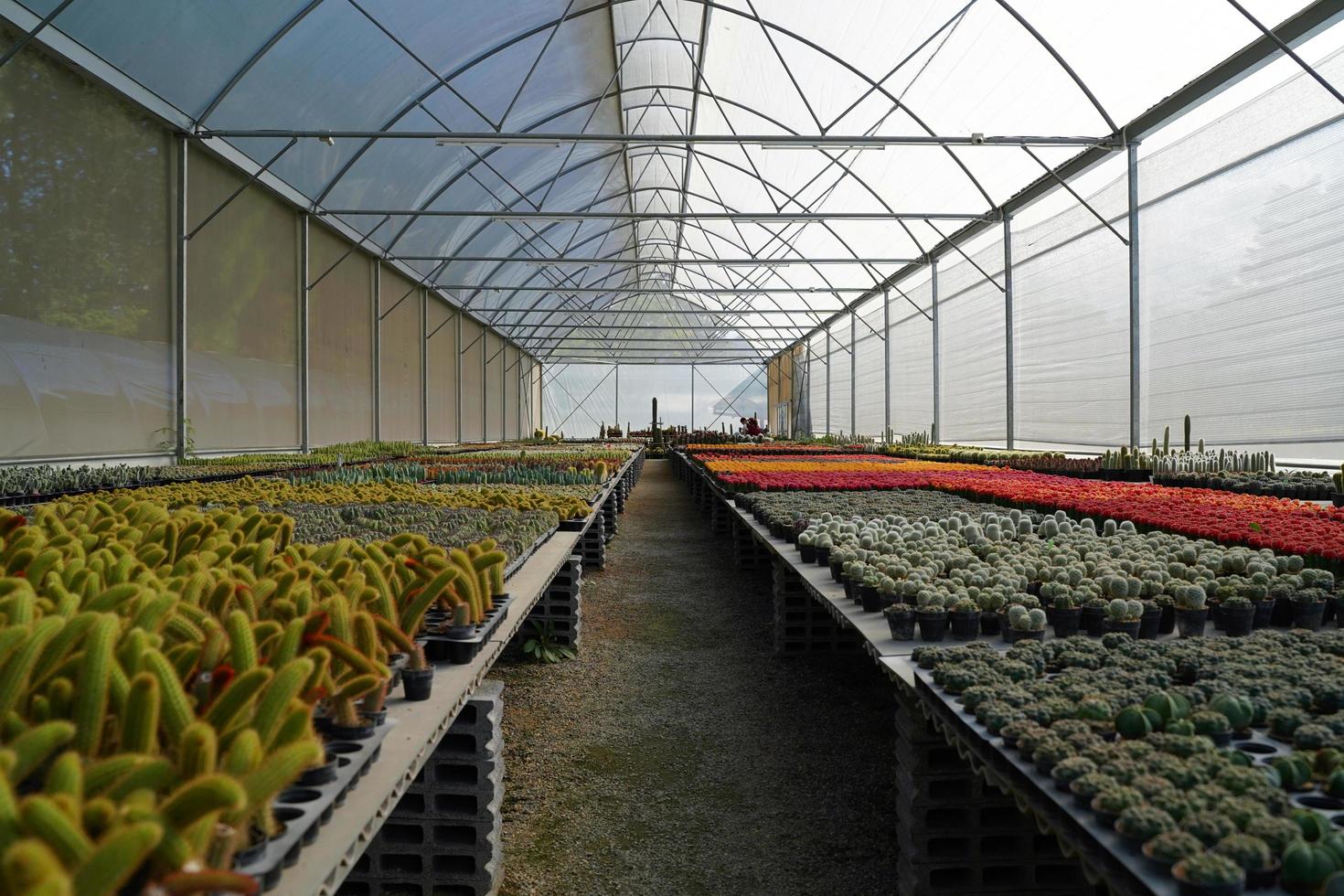 muchas de varias plantas de cactus en la olla en el jardín de invernadero agrícola foto