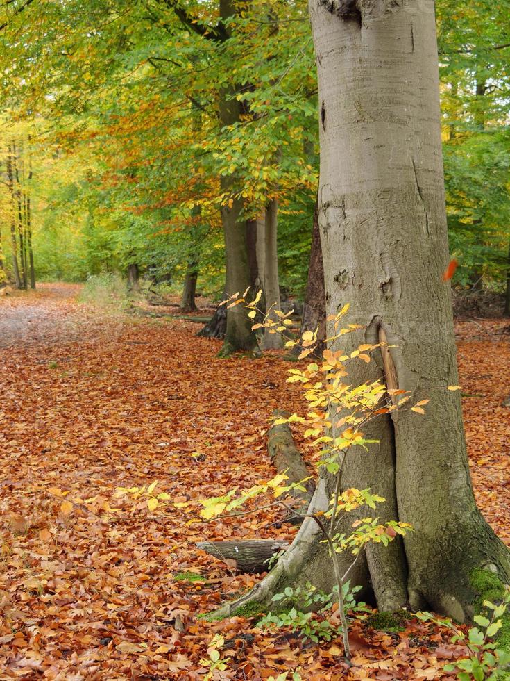 tiempo de otoño en westfalia foto