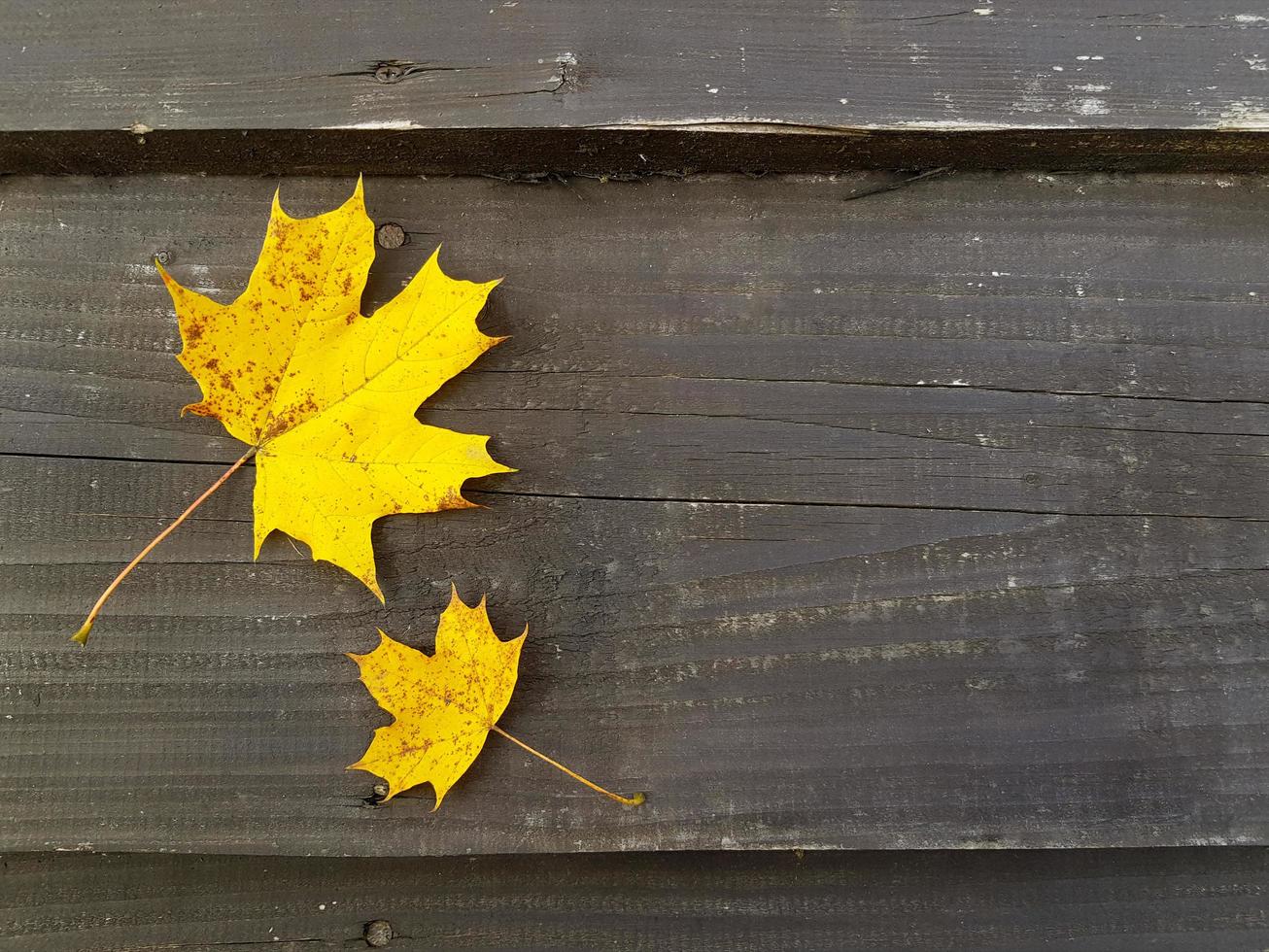 Two yellow maple leaves on old shabby rough gray brown wood surface. Autumn background with place for text. Copy space on grungy wooden boards. photo