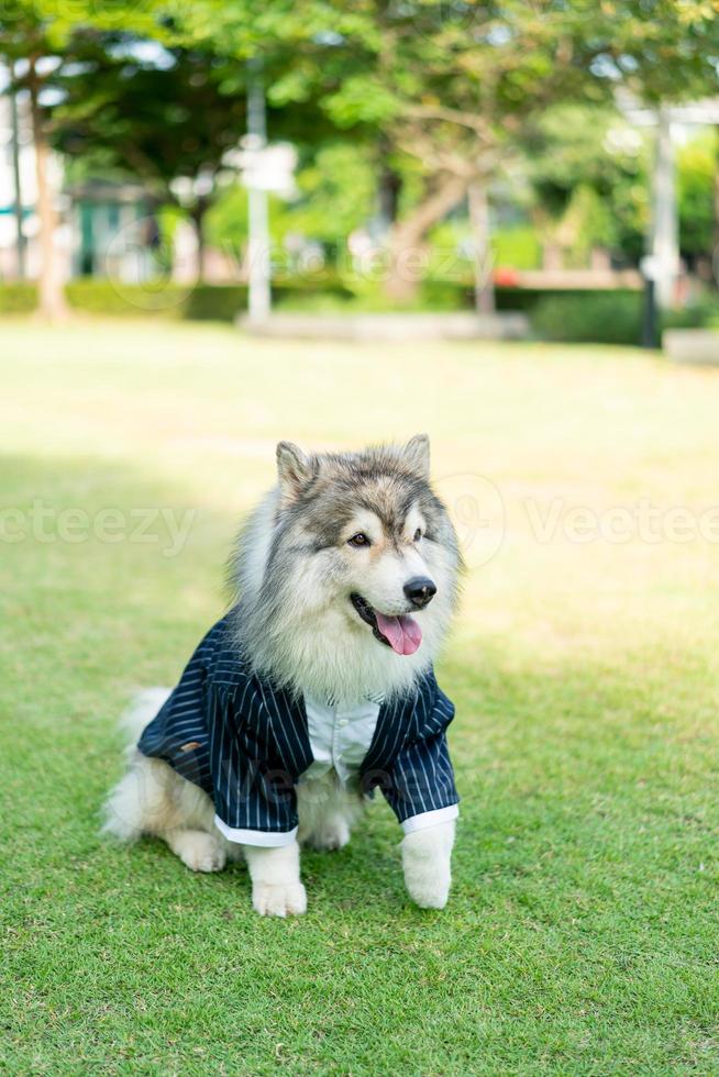 siberian husky dog with clothes 11219399 Stock Photo at Vecteezy