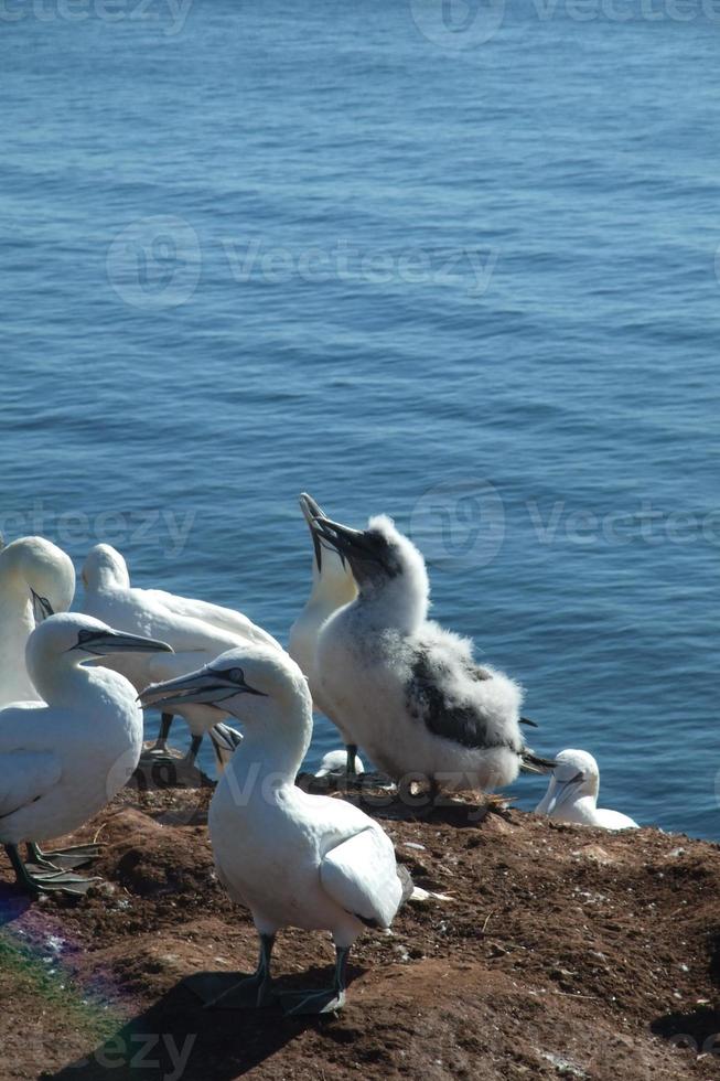 the Island of Helgoland photo