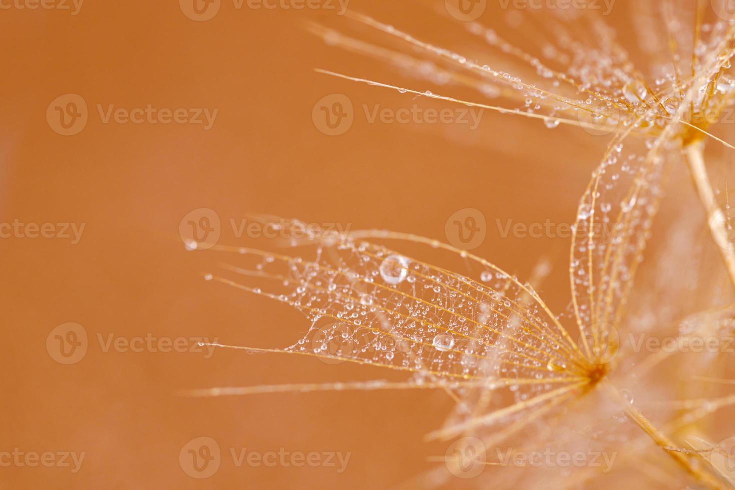 Macro shot of dandelion with droplets photo