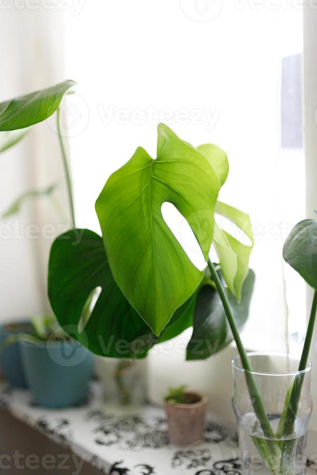 propagating Swiss Cheese Plant , Philodendron Monstera in water