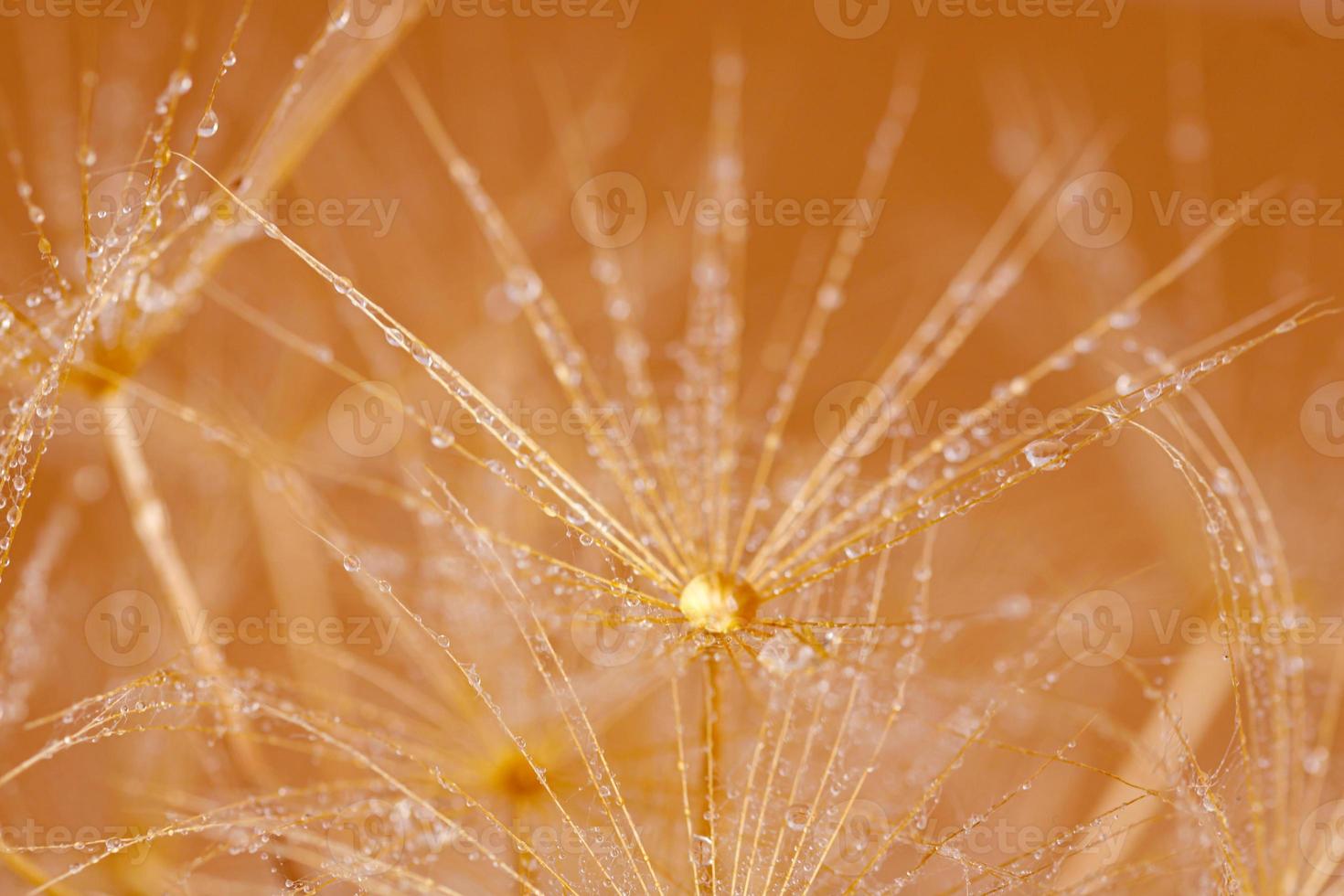 Macro shot of dandelion with droplets photo