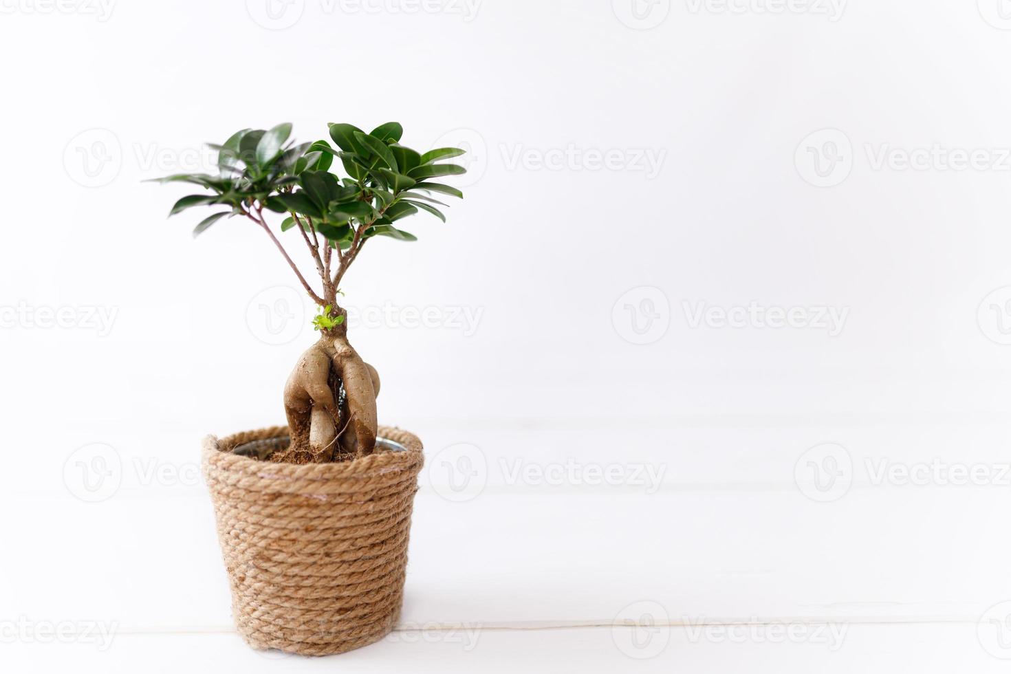 Small bonsai ficus microcarpa ginseng plant on a white background. photo