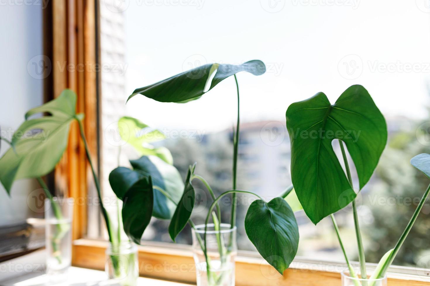 propagating Swiss Cheese Plant , Philodendron Monstera in water
