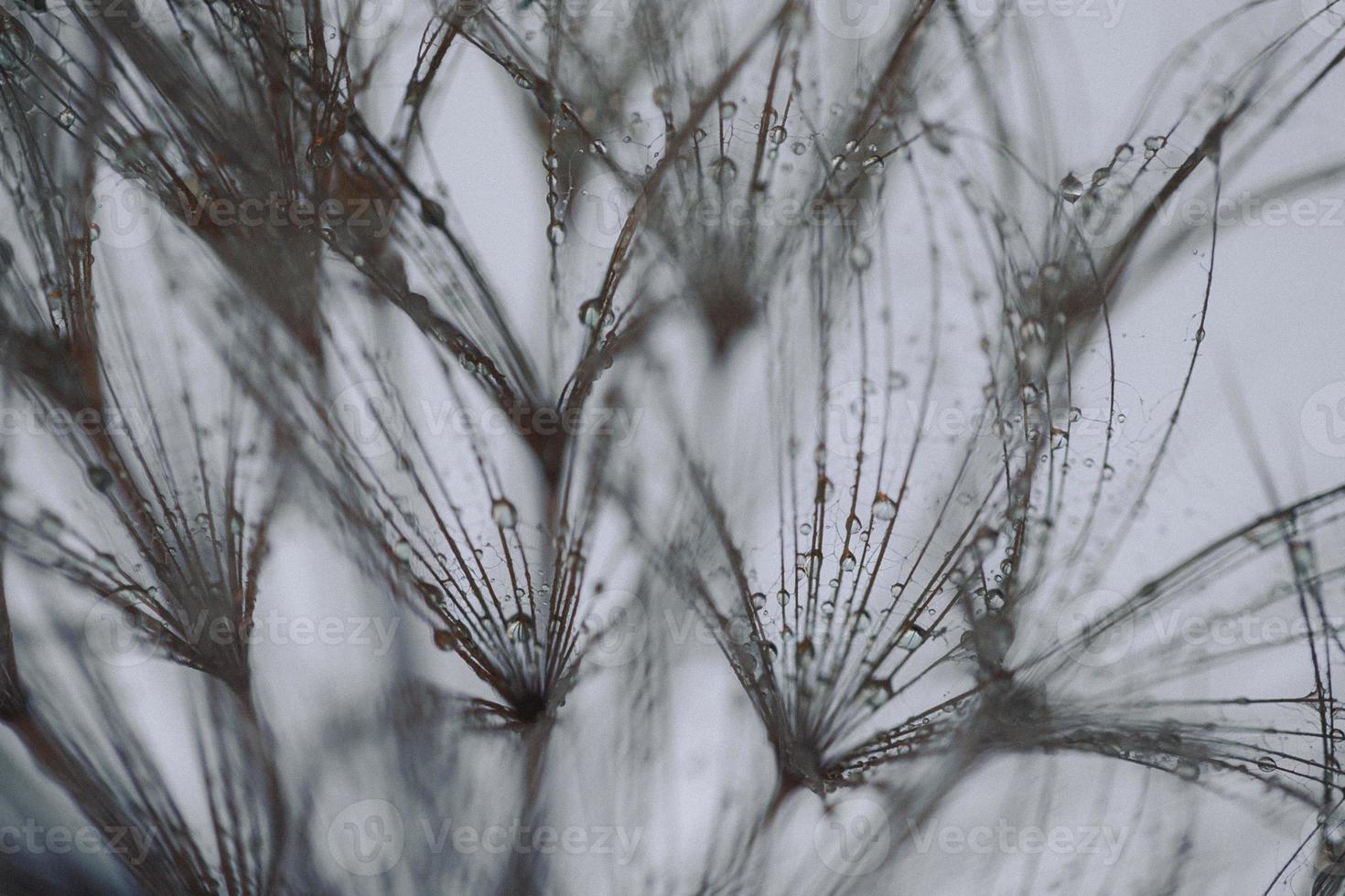 diente de león con gotas de agua filtrada foto