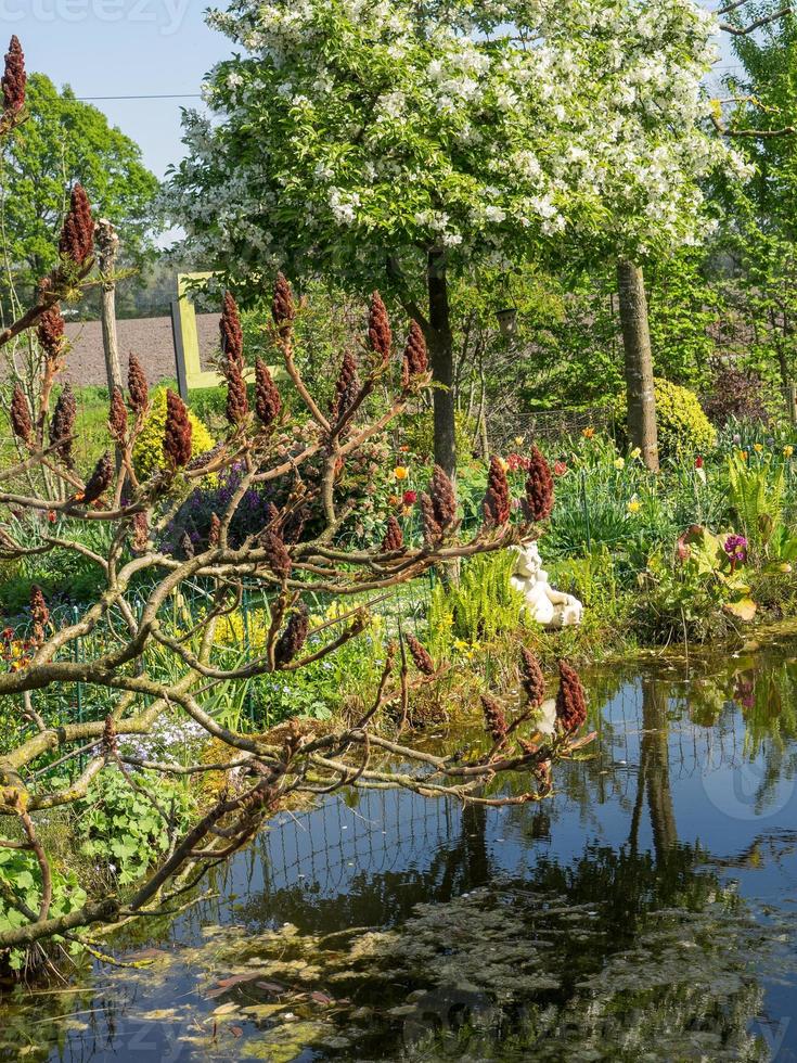 summer time in the garden photo