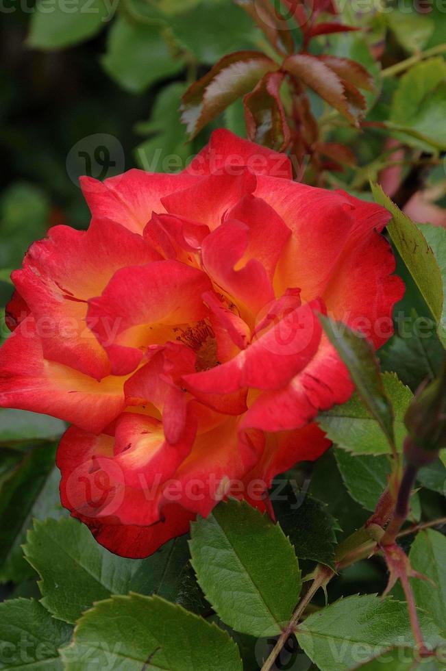 Roses in the garden photo