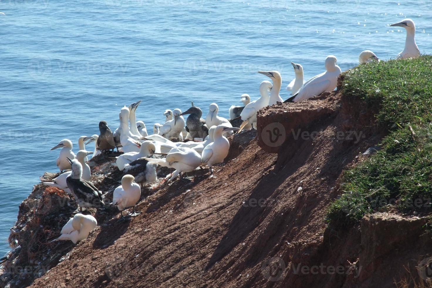 the Island of Helgoland photo