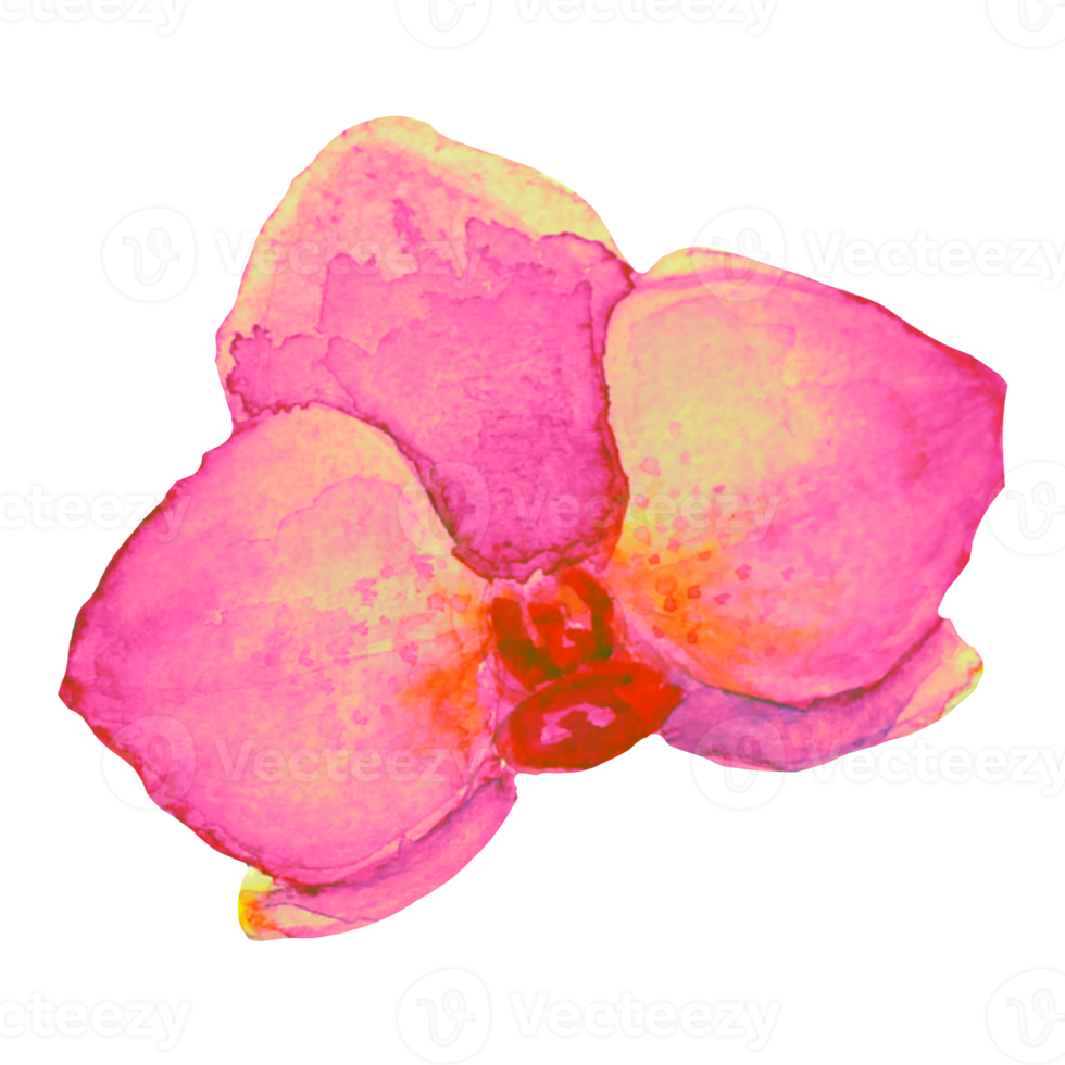 pink orchid flower png