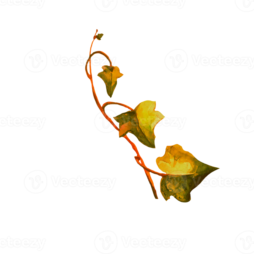 branch of withered autumn ivy watercolor png