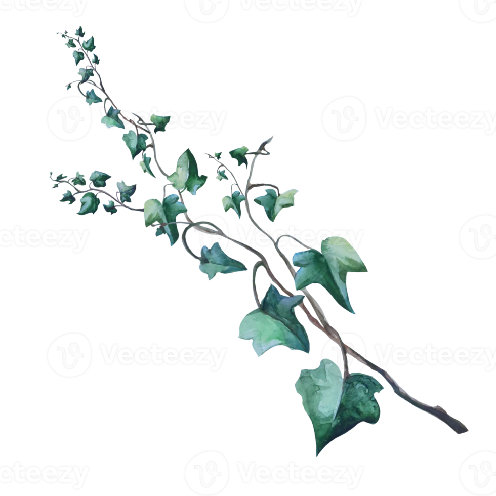 plant ivy watercolor png