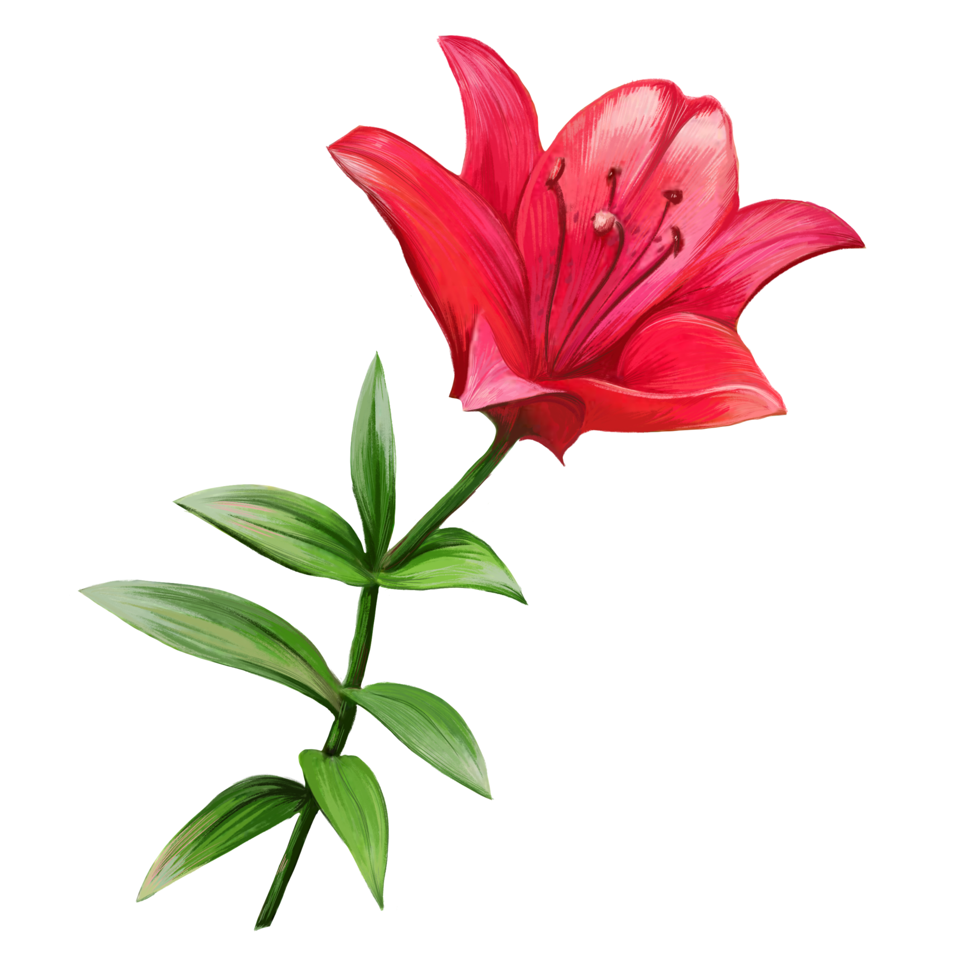 red lily flower illustration 11222428 PNG