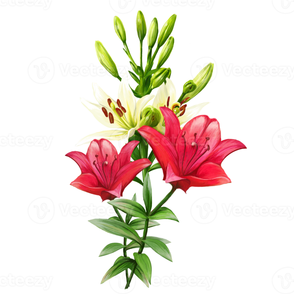 bouquet of flowers of multicolored lilies, daylily illustration png