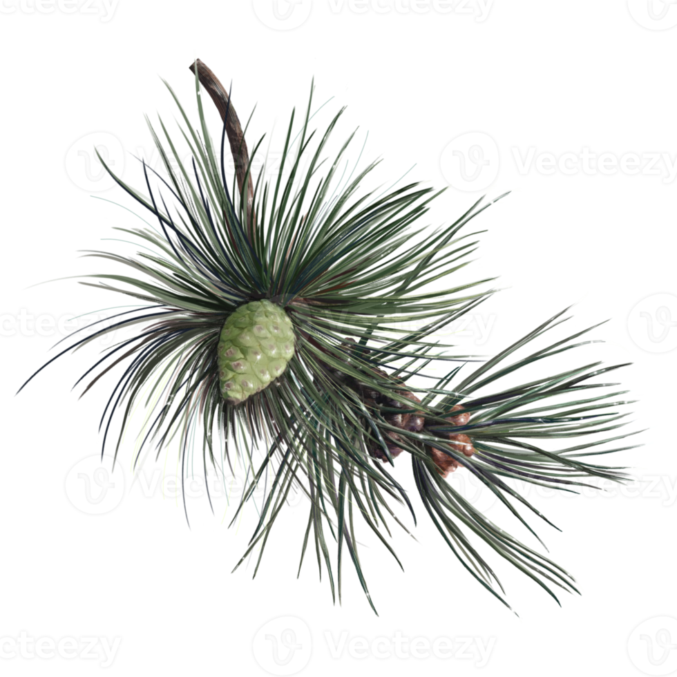 christmas pine branch, conifer fir illustration png