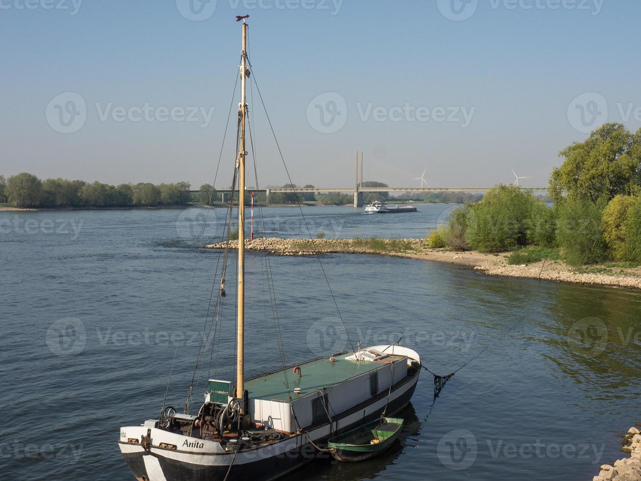 cañas en el río Rin foto