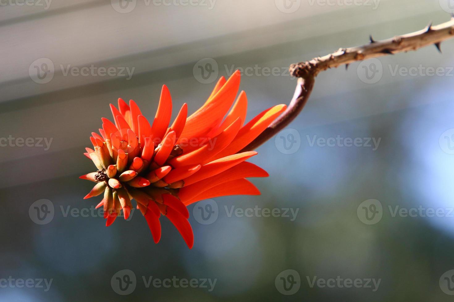 Summer flowers in a city park in Israel. photo