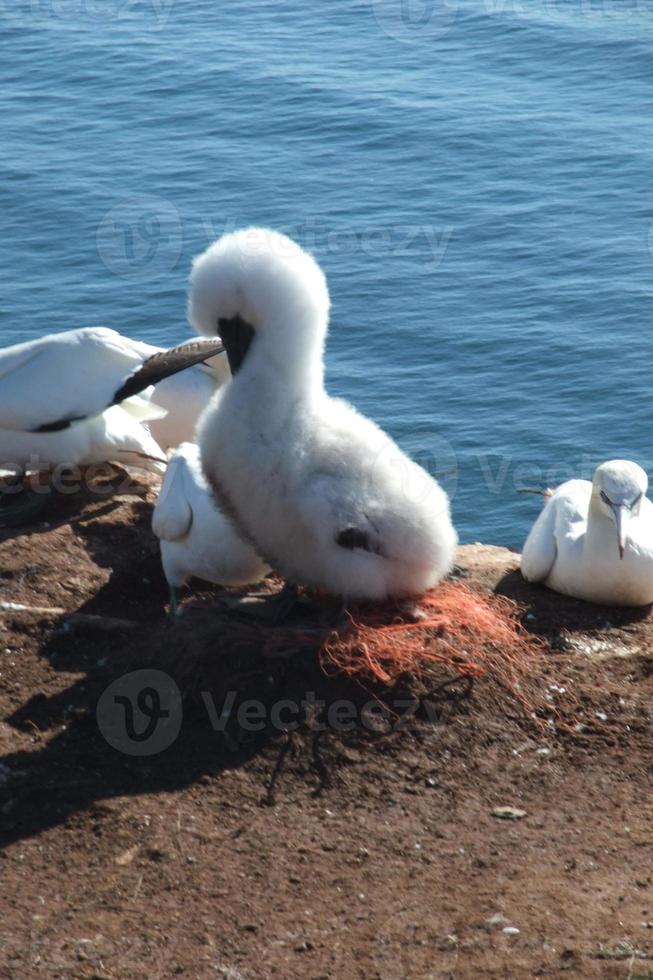 the Island of Helgoland photo
