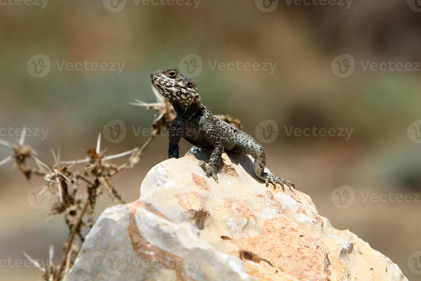 A lizard sits on a stone in a city park. photo