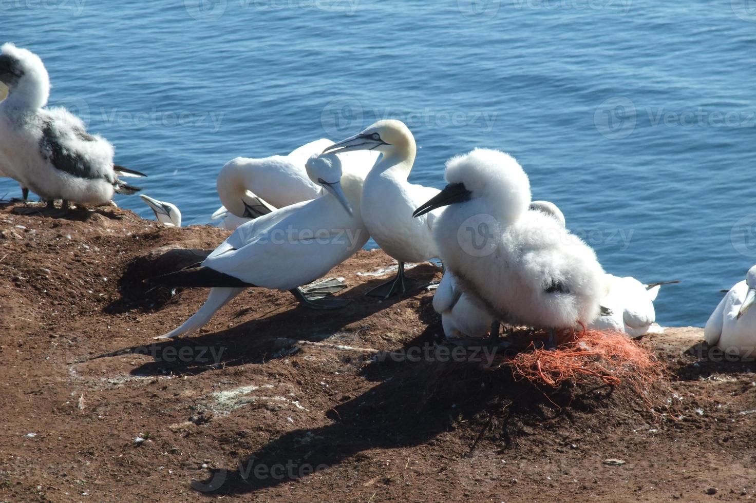 the Island of Helgoland photo