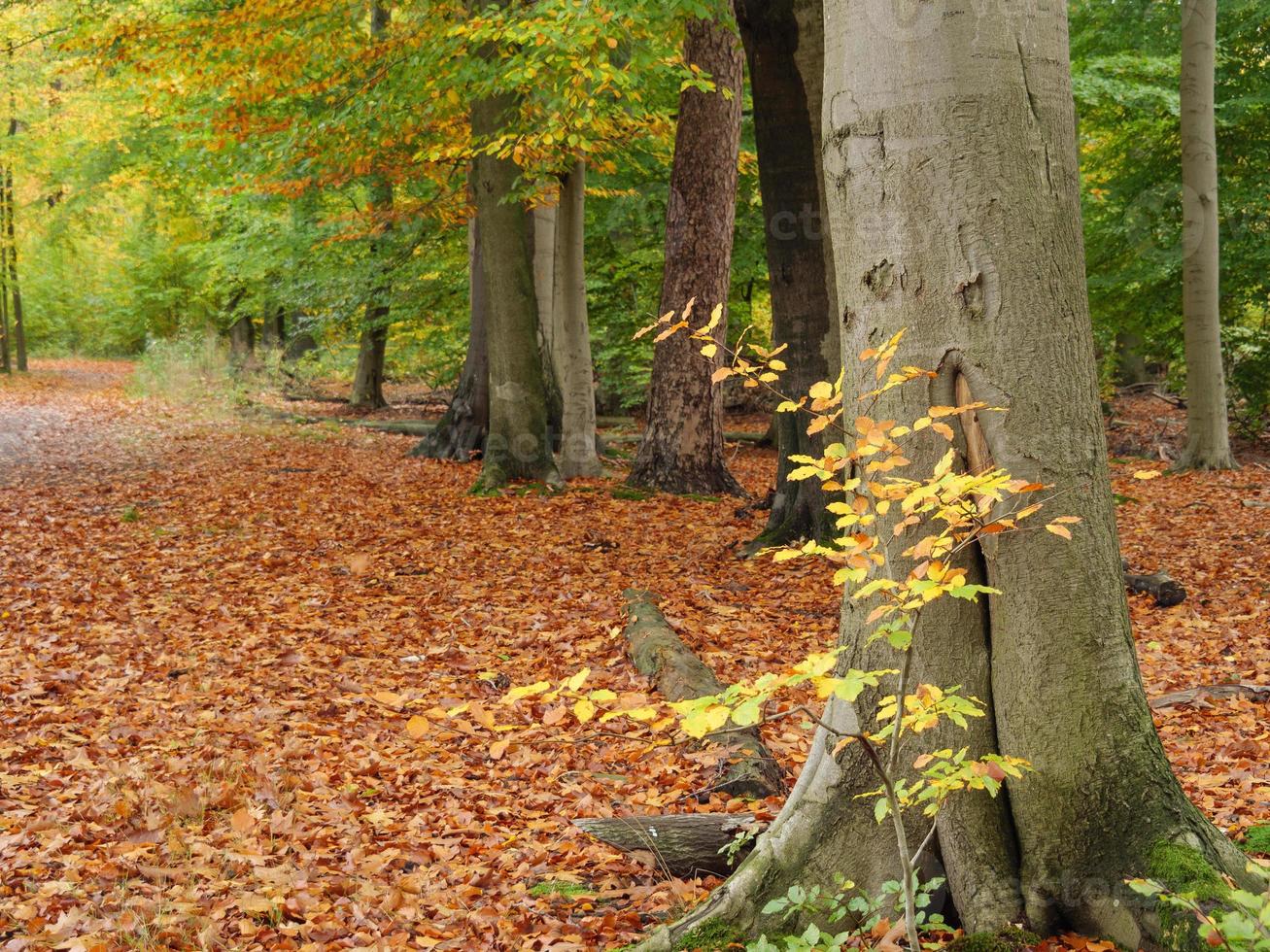 Autumn time in westphalia photo