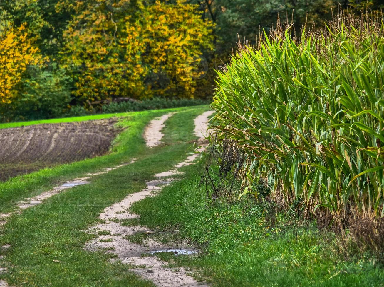 autumn time in westphalia photo