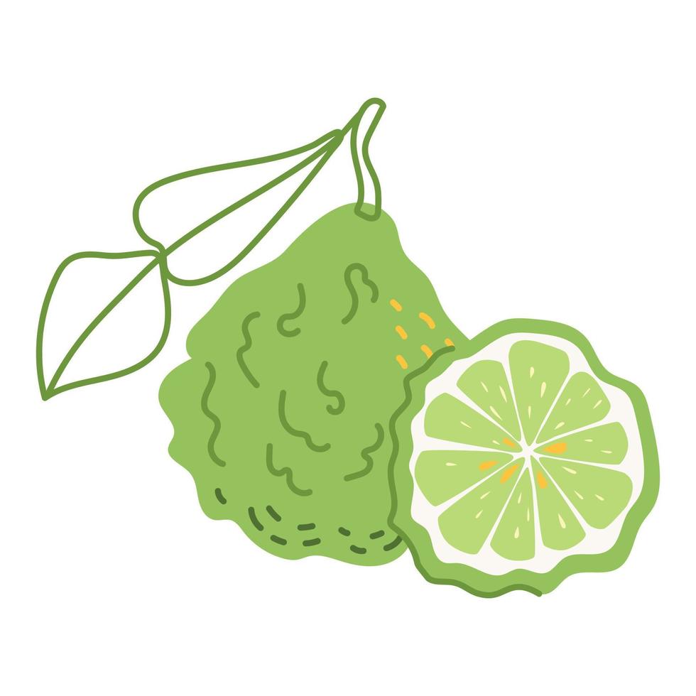 Citrus plant bergamot with a leaf and a slice vector