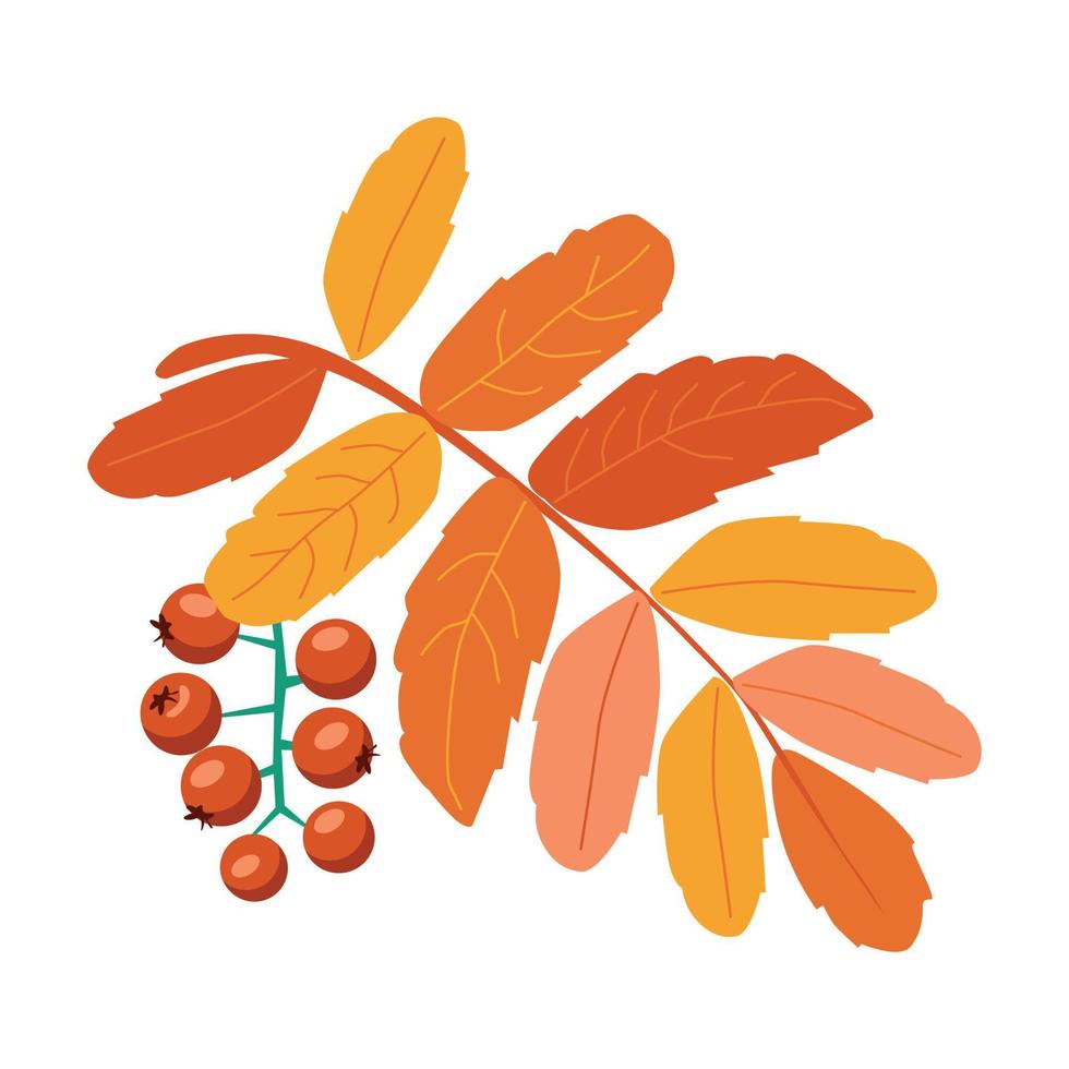 Sprig of rowan leaves and berries vector