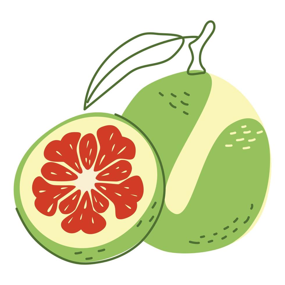 Citrus pomelo plant with a leaf and a slice vector