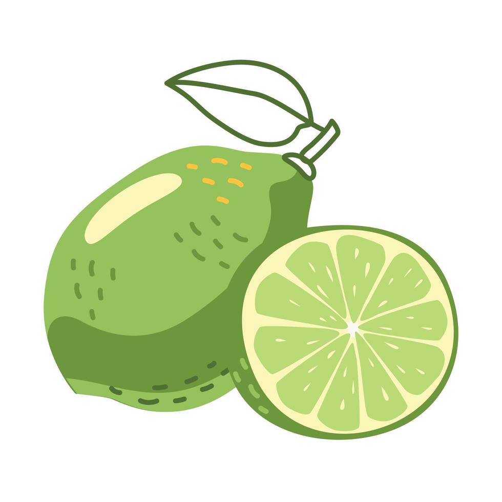 Citrus lime plant with leaf and slice vector