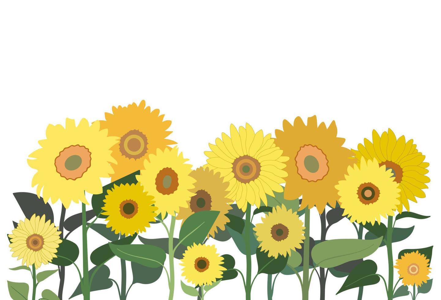 borde horizontal sin costuras de primavera o verano con girasoles. aislado sobre fondo blanco. pancarta con motivos florales. vector