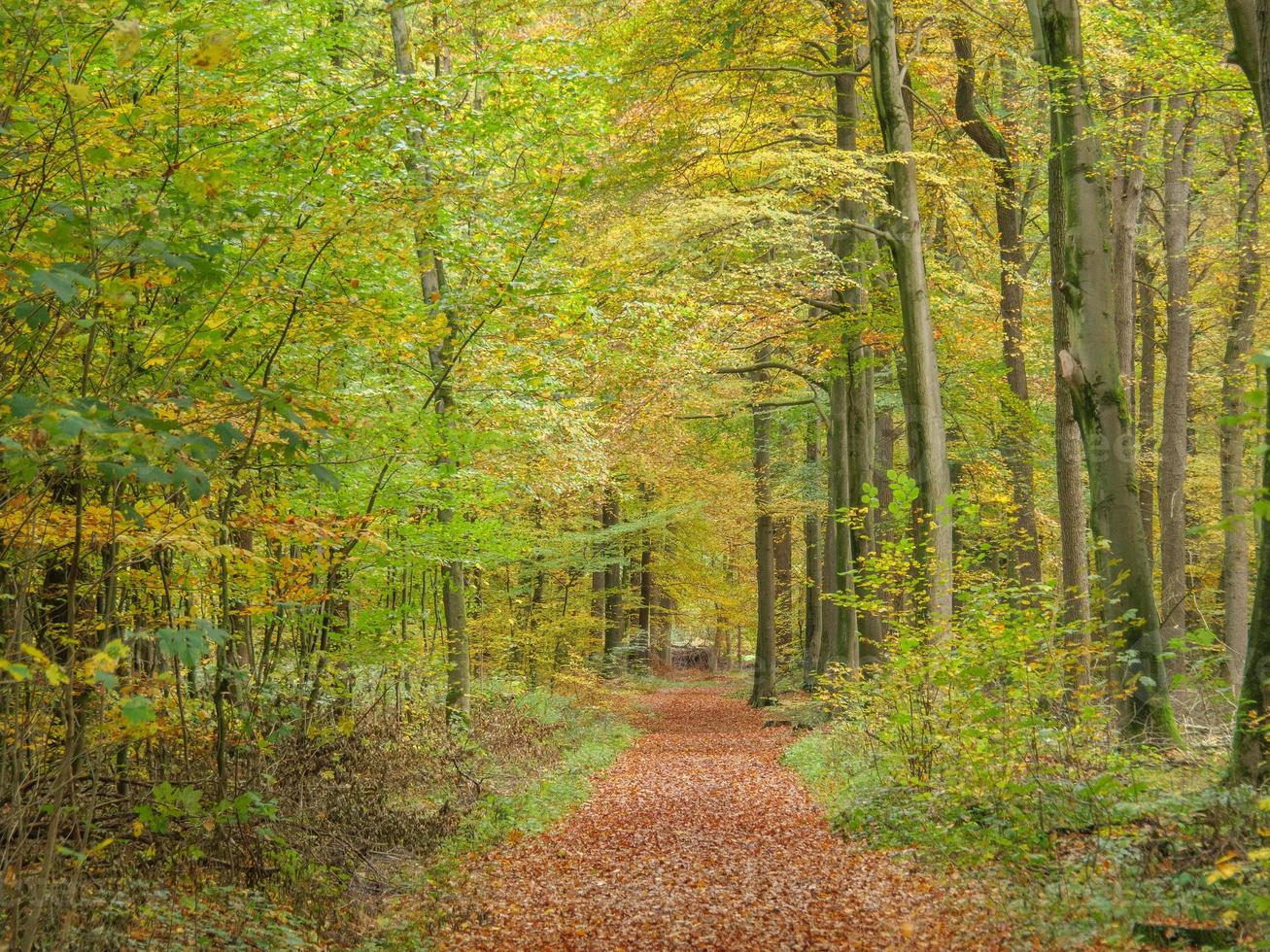 autumn time in westphalia photo