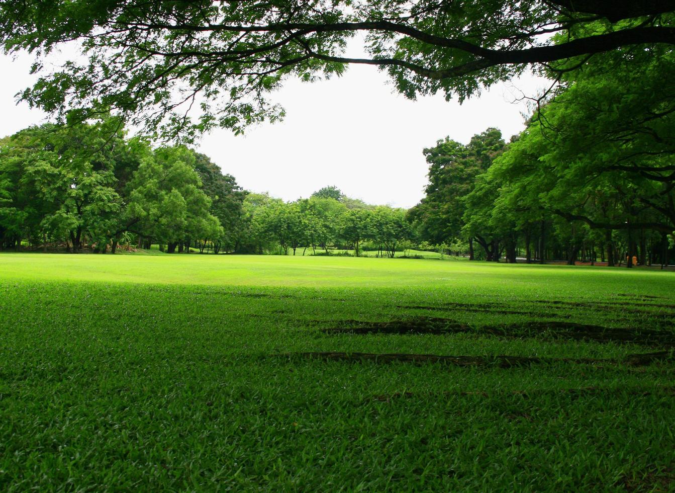 gran árbol en el parque foto