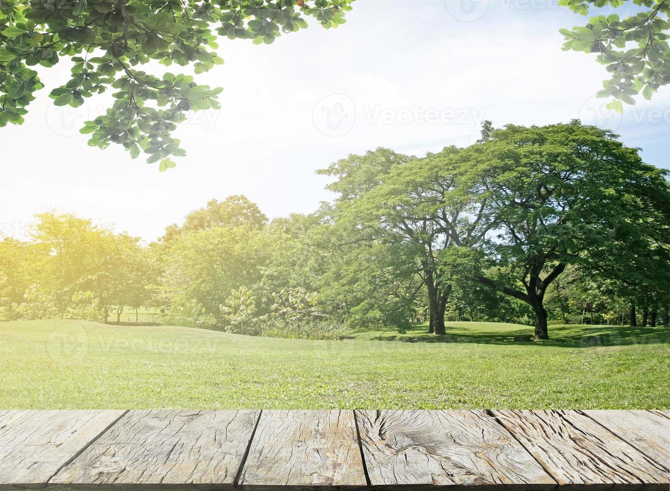 green grass lawn in garden with big tree and wood floor photo