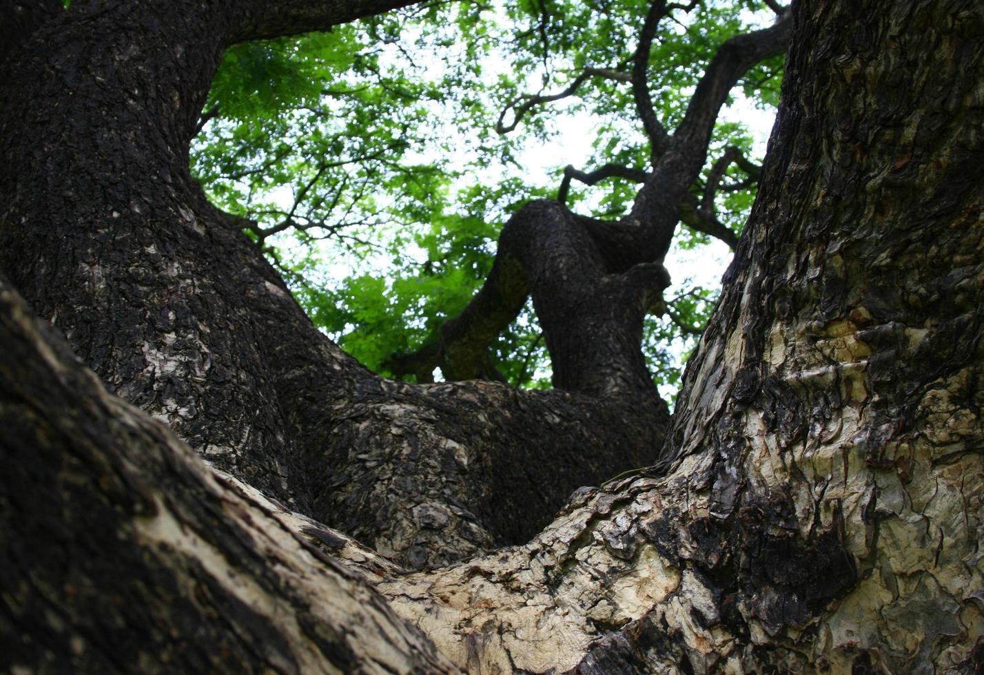 big tree in the park photo