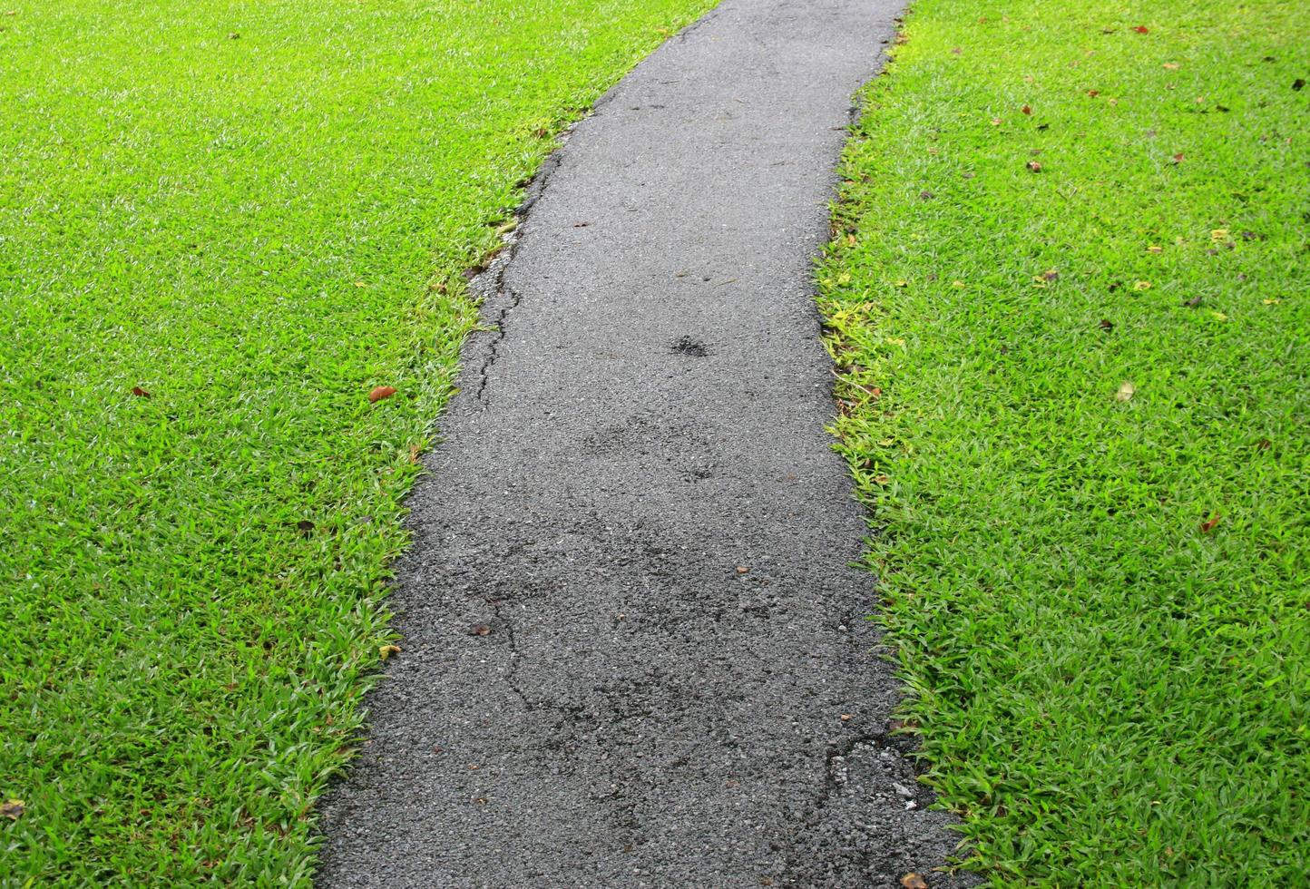 pathway in the green grass photo