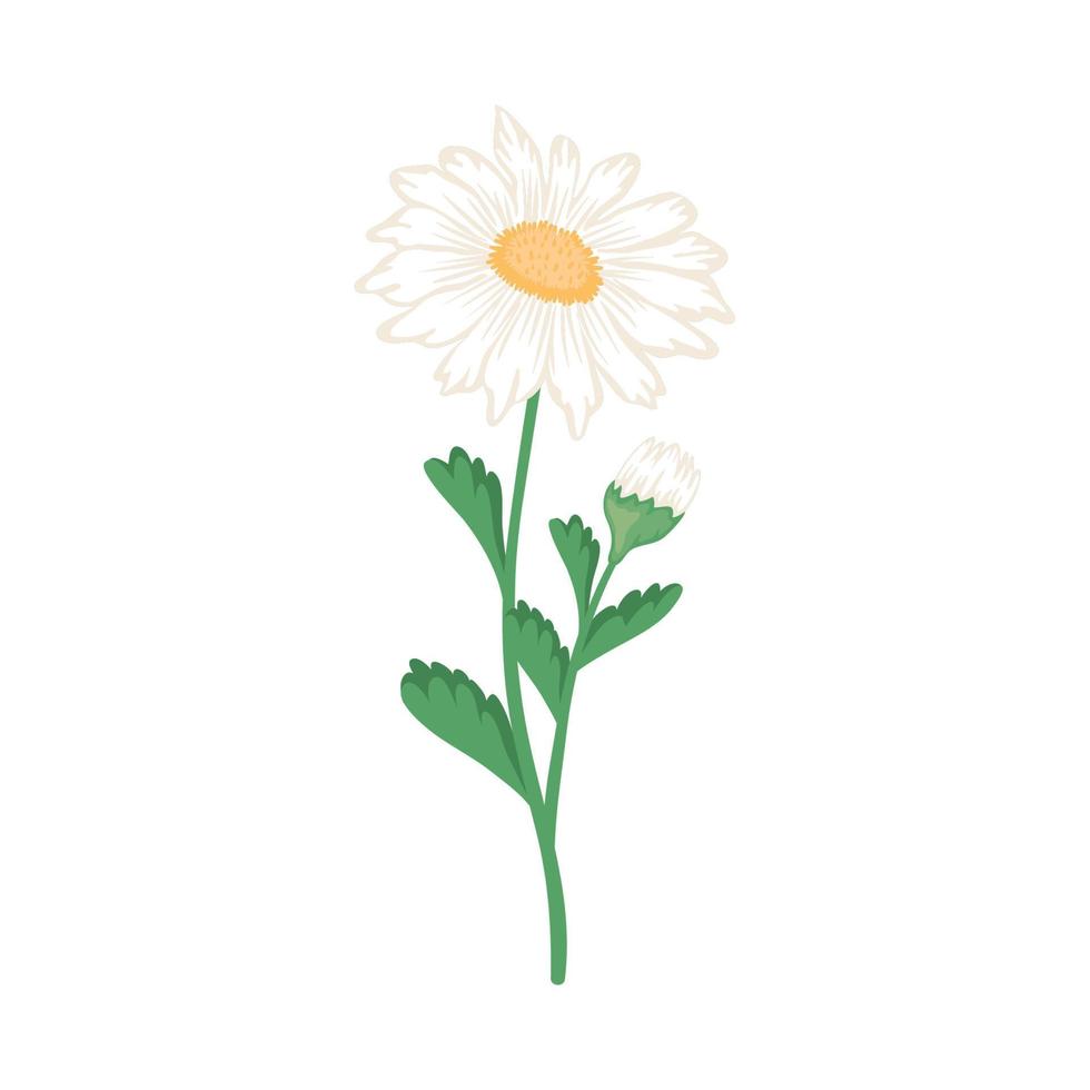 flowers daisy and leaves vector