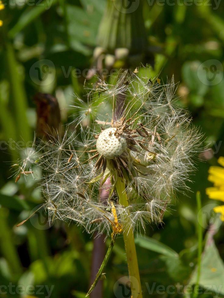 solo diente de león con semillas en clima soleado. fondo botánico macro foto