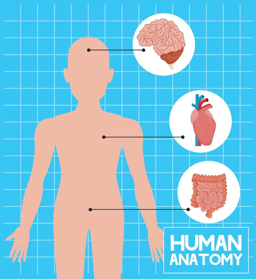 organos humanos y cuerpo vector