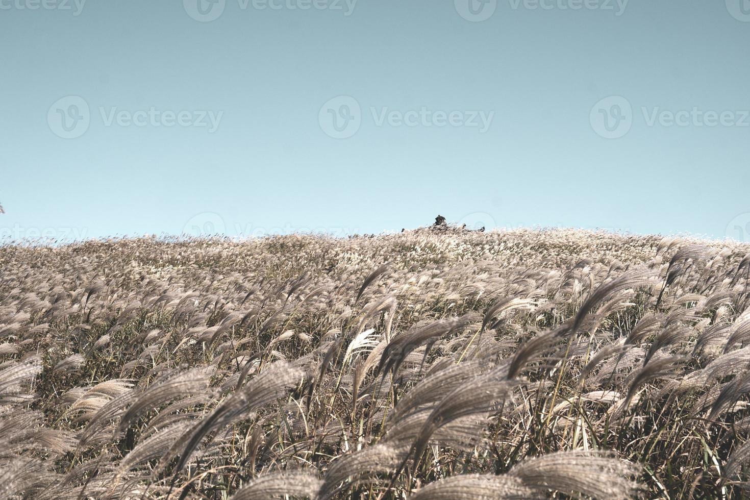 The Autumn Scenery of Mountain Gumburi in Jeju Island, Korea photo