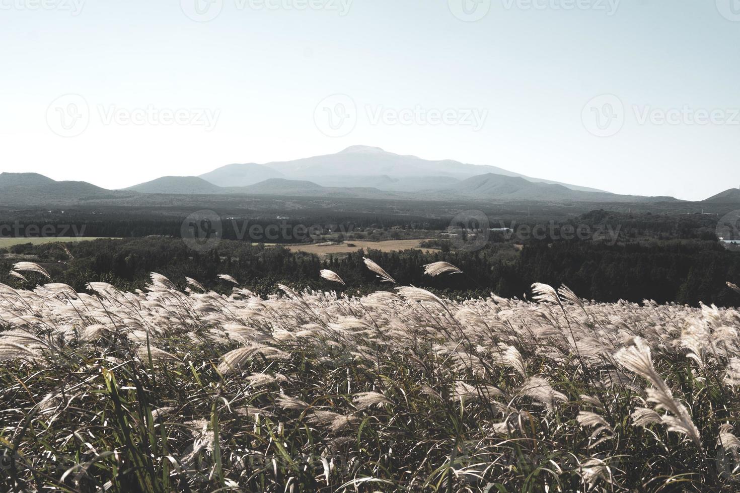 The Autumn Scenery of Mountain Gumburi in Jeju Island, Korea photo