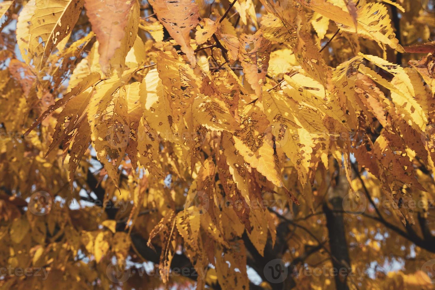 October Autumn Scenery Photos and Trees
